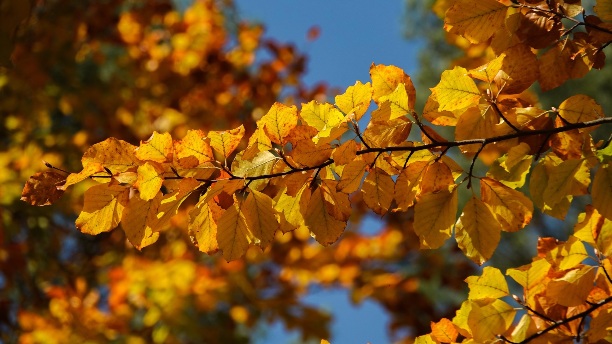 Jesienne klimaty - zdjęcie 11