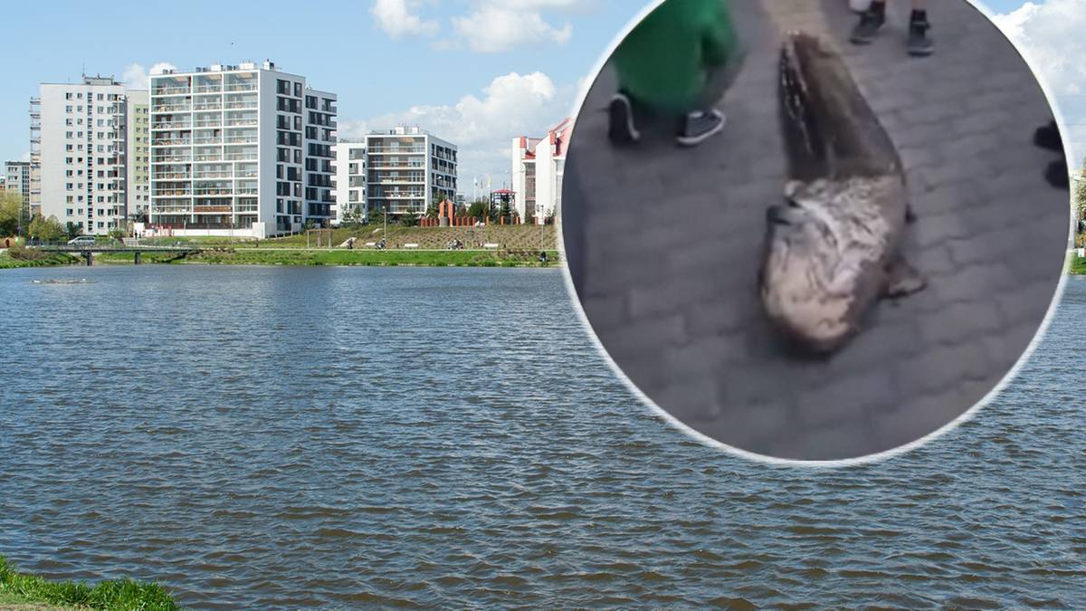Zbiornik wodny z budynkami mieszkalnymi w tle oraz zbliżenie na wyłowionego suma.