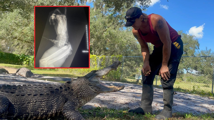 USA: Trener aligatorów zaatakowany przez gada. Stracił dłoń