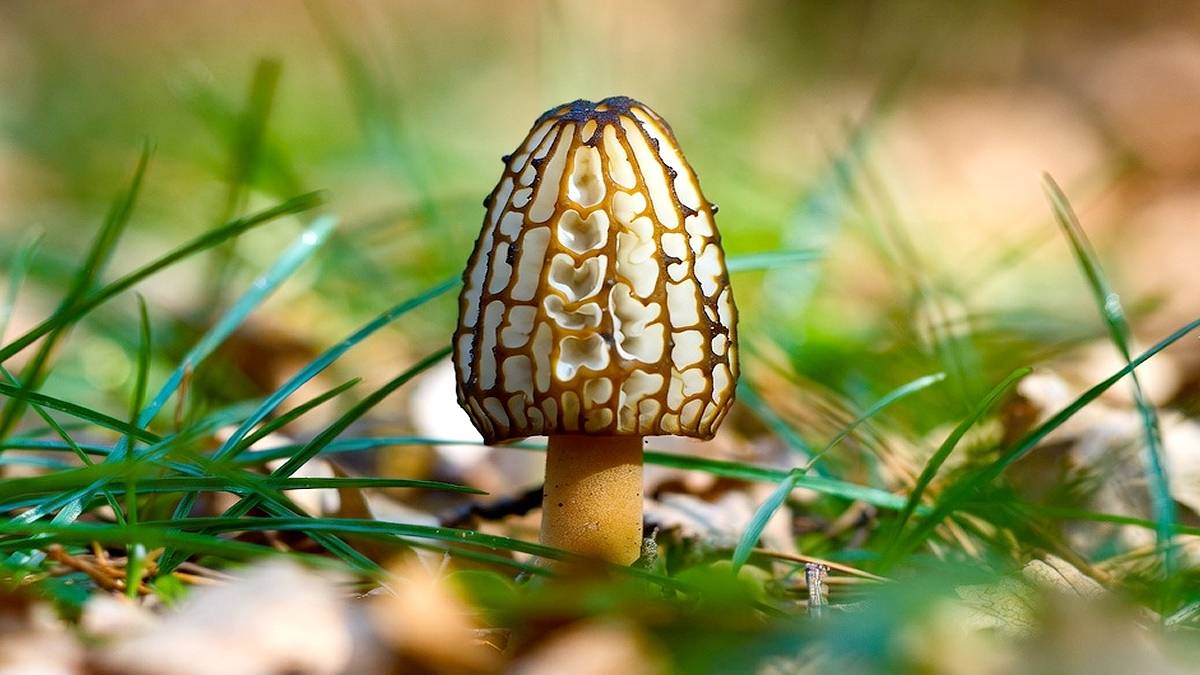 Smardze są chronione. Fot. TwojaPogoda.pl