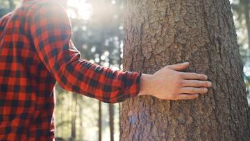 Dłoń człowieka w koszuli w kratę dotyka kory drzewa w lesie, w tle widoczne promienie słońca.