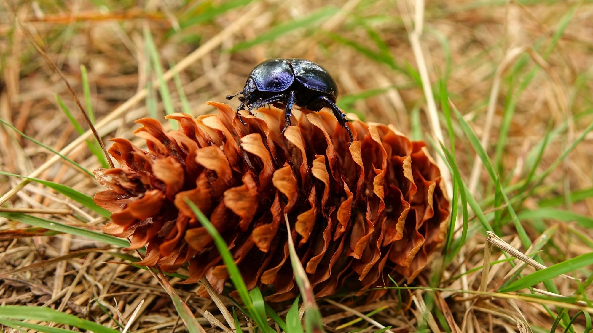 Z kamerą wśród zwierząt - zdjęcie 72