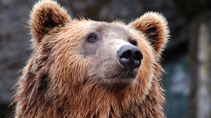 Rumunia. Książę Liechtensteinu zastrzelił największego niedźwiedzia w UE