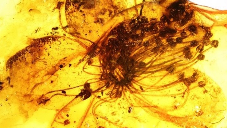 Naukowcy zbadali największy kwiat zachowany w bałtyckim bursztynie. Ma co najmniej 34 mln lat