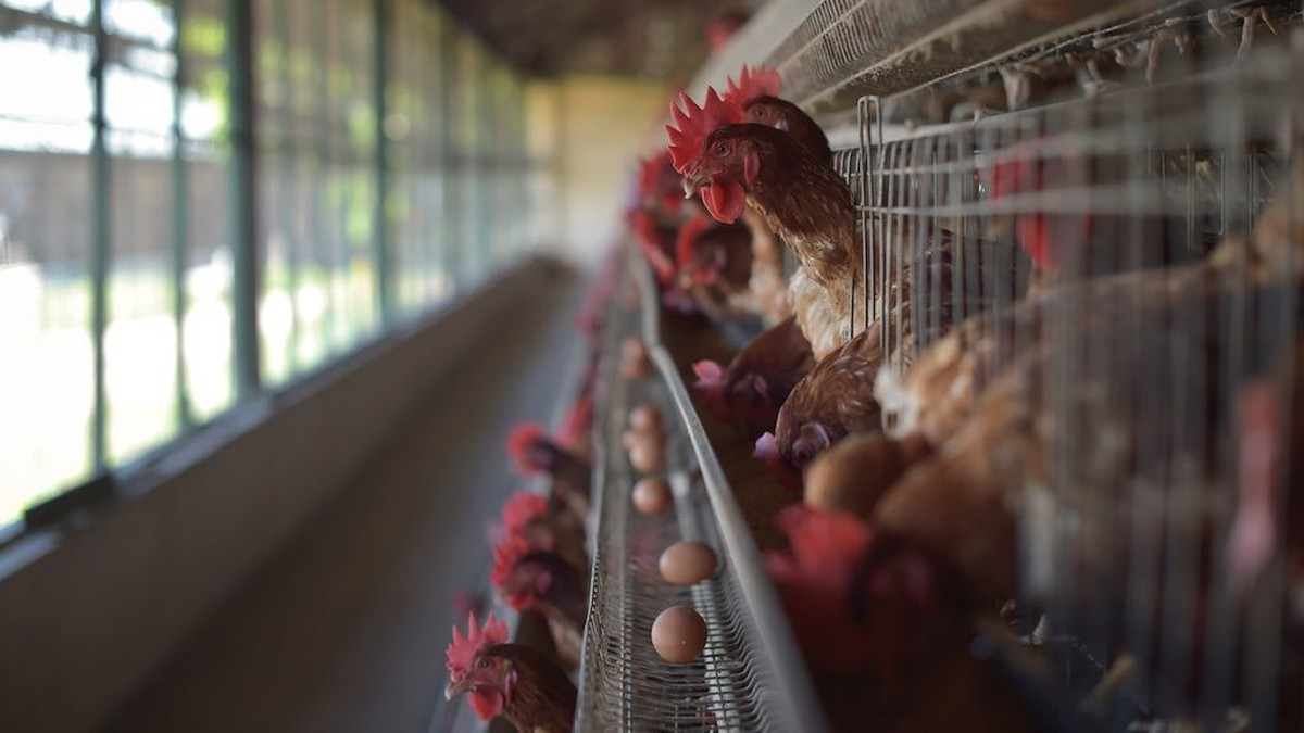 Problem w Japonii. Brakuje miejsca na zakopywanie kurczaków zabitych z powodu ptasiej grypy