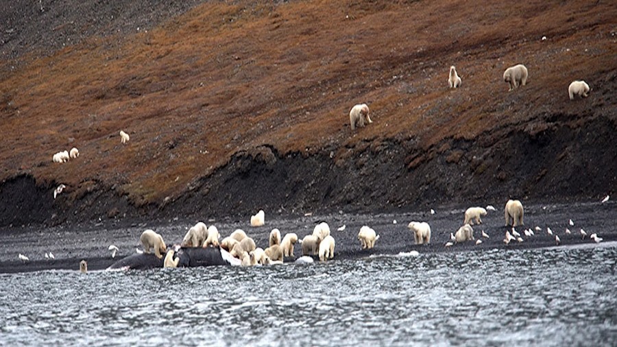 Fot. Alexander Gruzdev / Wrangel Island State Nature Reserve.