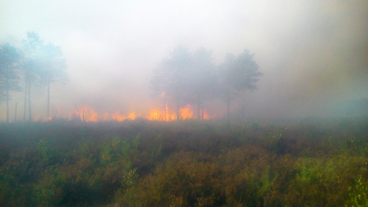 Ogromny pożar lasu na Mazowszu. W ogniu kilkadziesiąt hektarów