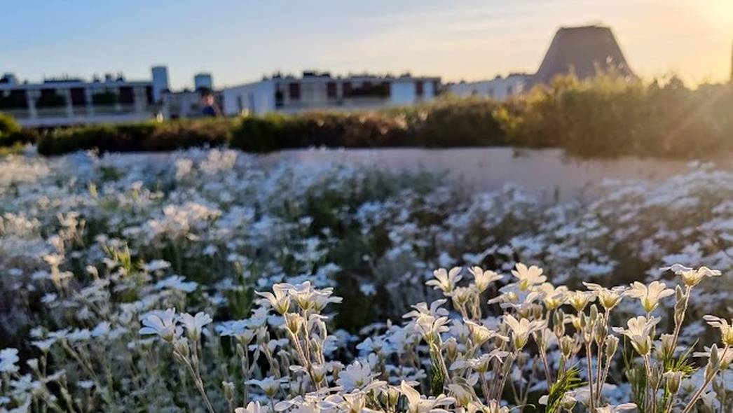 Ogród na dachu - miejski sposób na walkę ze zmianami klimatu