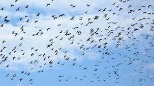 16.02.2024 05:58 Klucze ptaków latają nad Polską we wszystkich kierunkach. Wiemy, co się dzieje