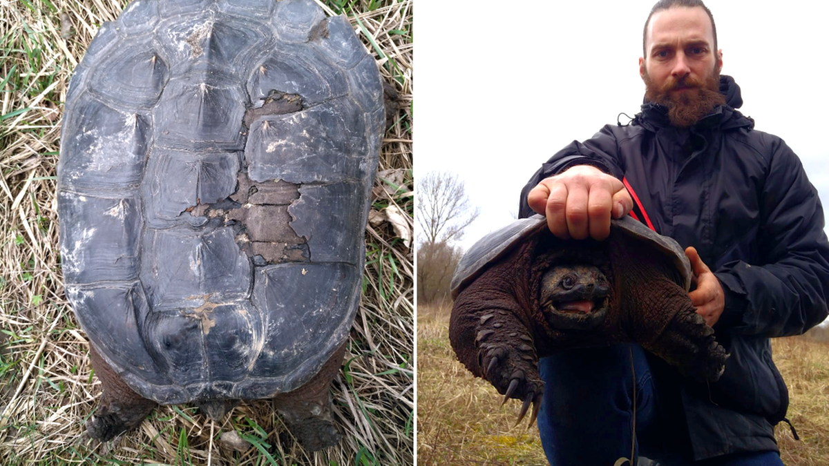 Żółw jaszczurowaty znaleziony pod Warszawą. Gatunek może być niebezpieczny