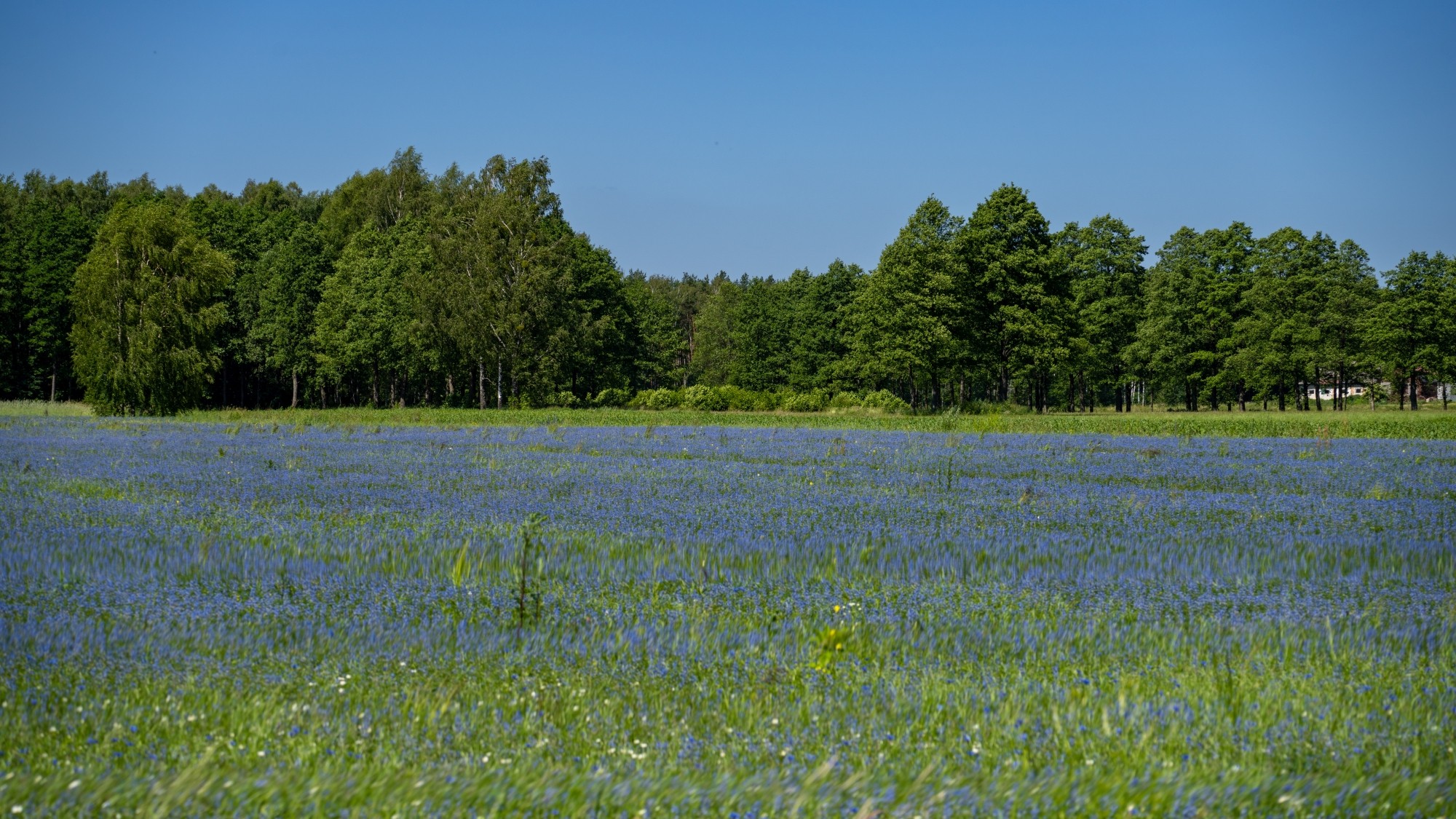 Kolory lata - zdjęcie 51