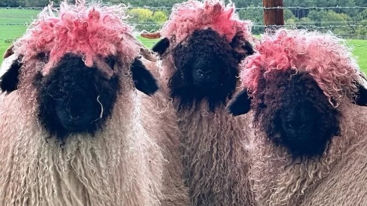 Wielka Brytania. Różowowłose owce w Burnsley. Zwierzęta ocierały się o barwiący karmnik