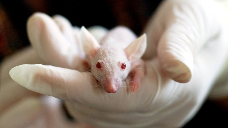 Tajwan. Pierwszy od ponad miesiąca przypadek koronawirusa. Kobietę ugryzła chora mysz