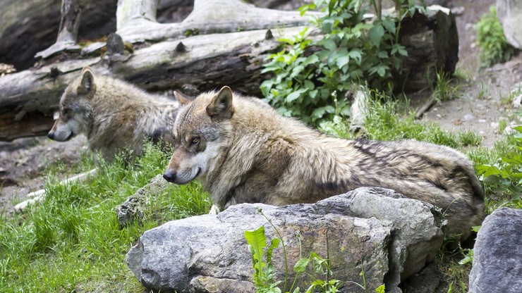 Francja. Z zoo uciekło dziewięć wilków. Obiekt tymczasowo zamknięto