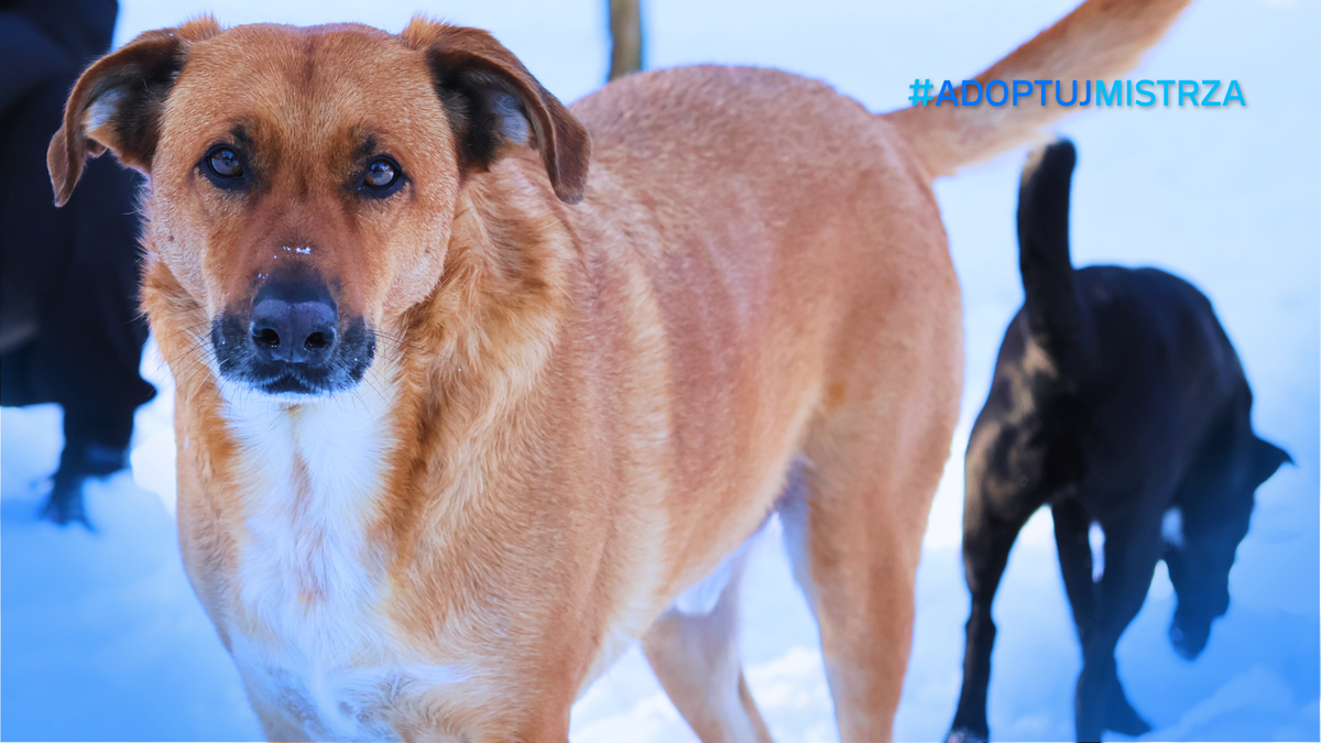 Rudy pies w zbliżeniu, z tyłu widoczny czarny pies, obie postacie stoją na śniegu.