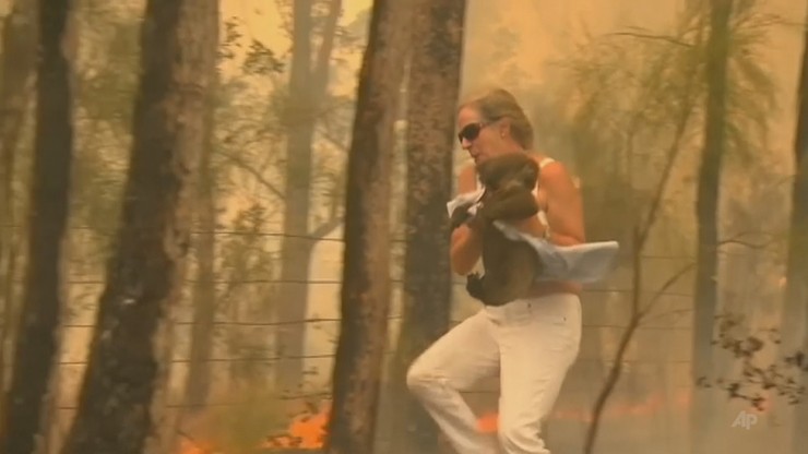 Na ratunek koali. Kobieta zdjęła koszulę i ocaliła zwierzę przed ogniem [WIDEO]