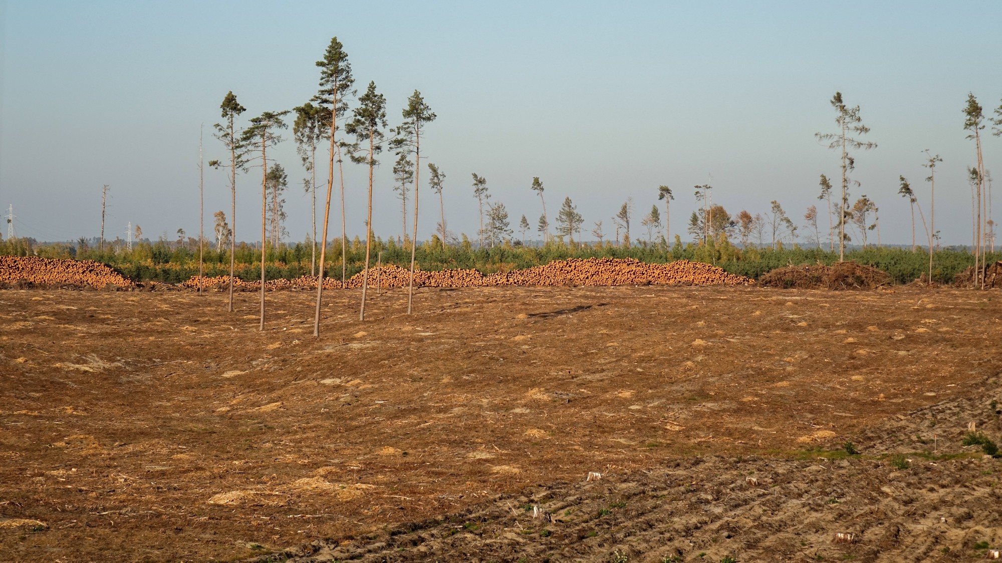 Bory Tucholskie po nawałnicy - zdjęcie 10