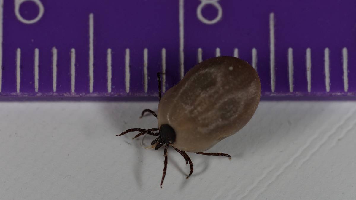 Profesor Joanna N. Izdebska tłumaczy, kiedy kleszcze są najbardziej aktywne 