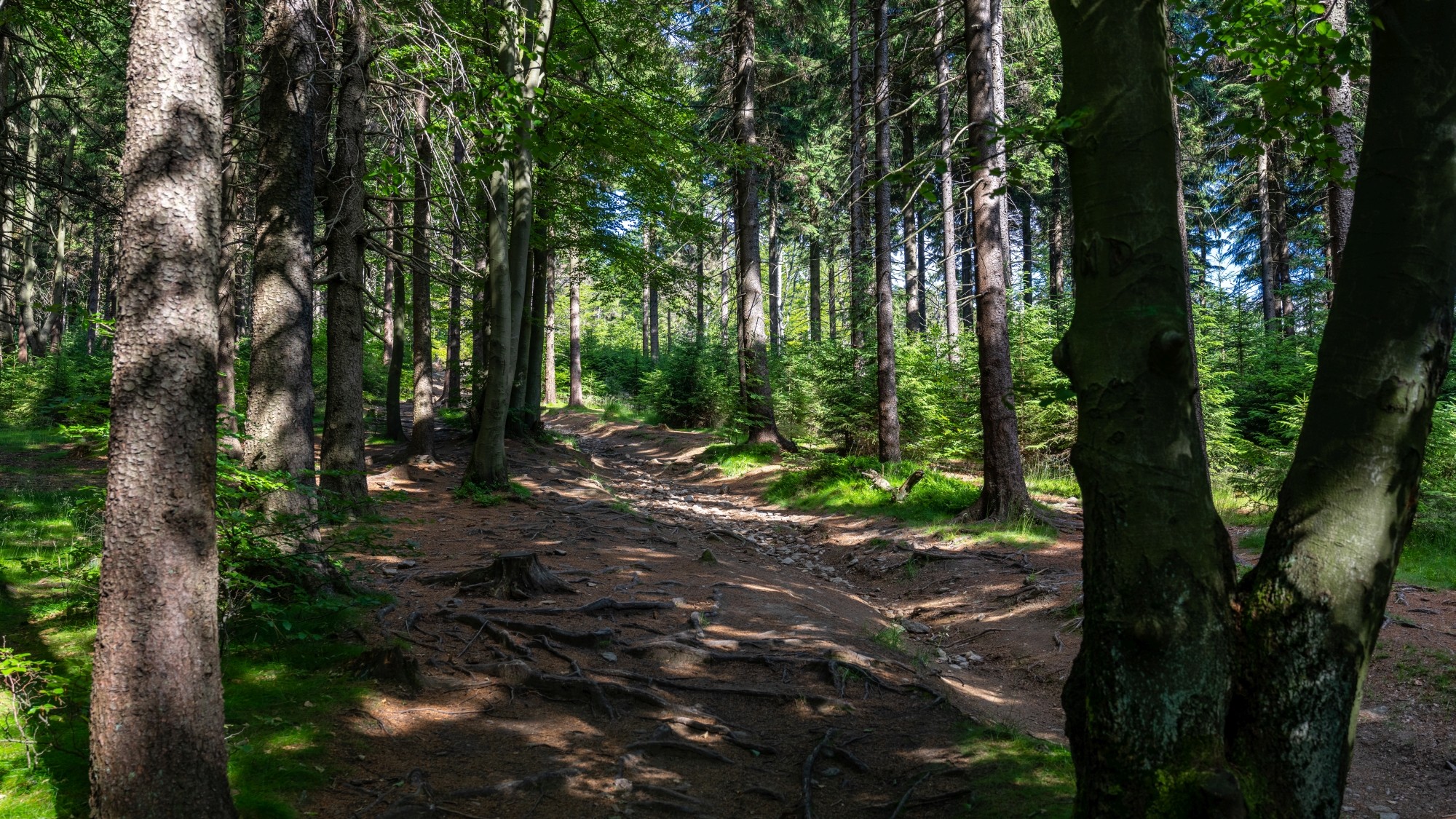Kolory lata - zdjęcie 70