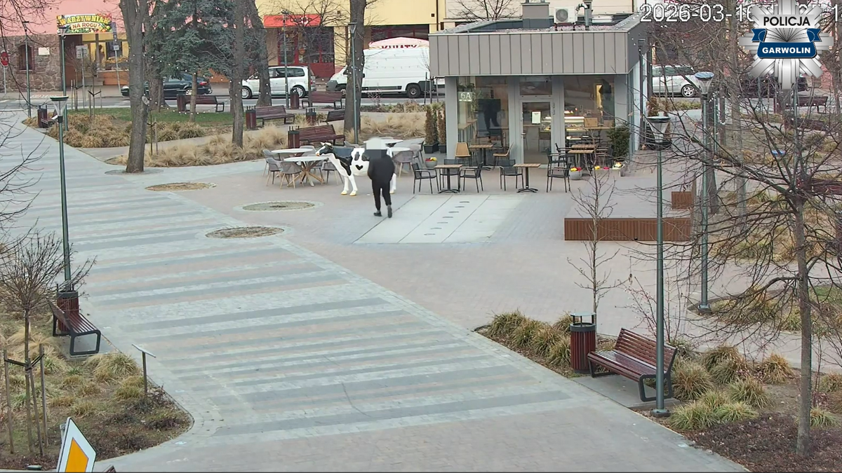 Zaatakował "krowę" przed lodziarnią. Policja pokazała nagranie