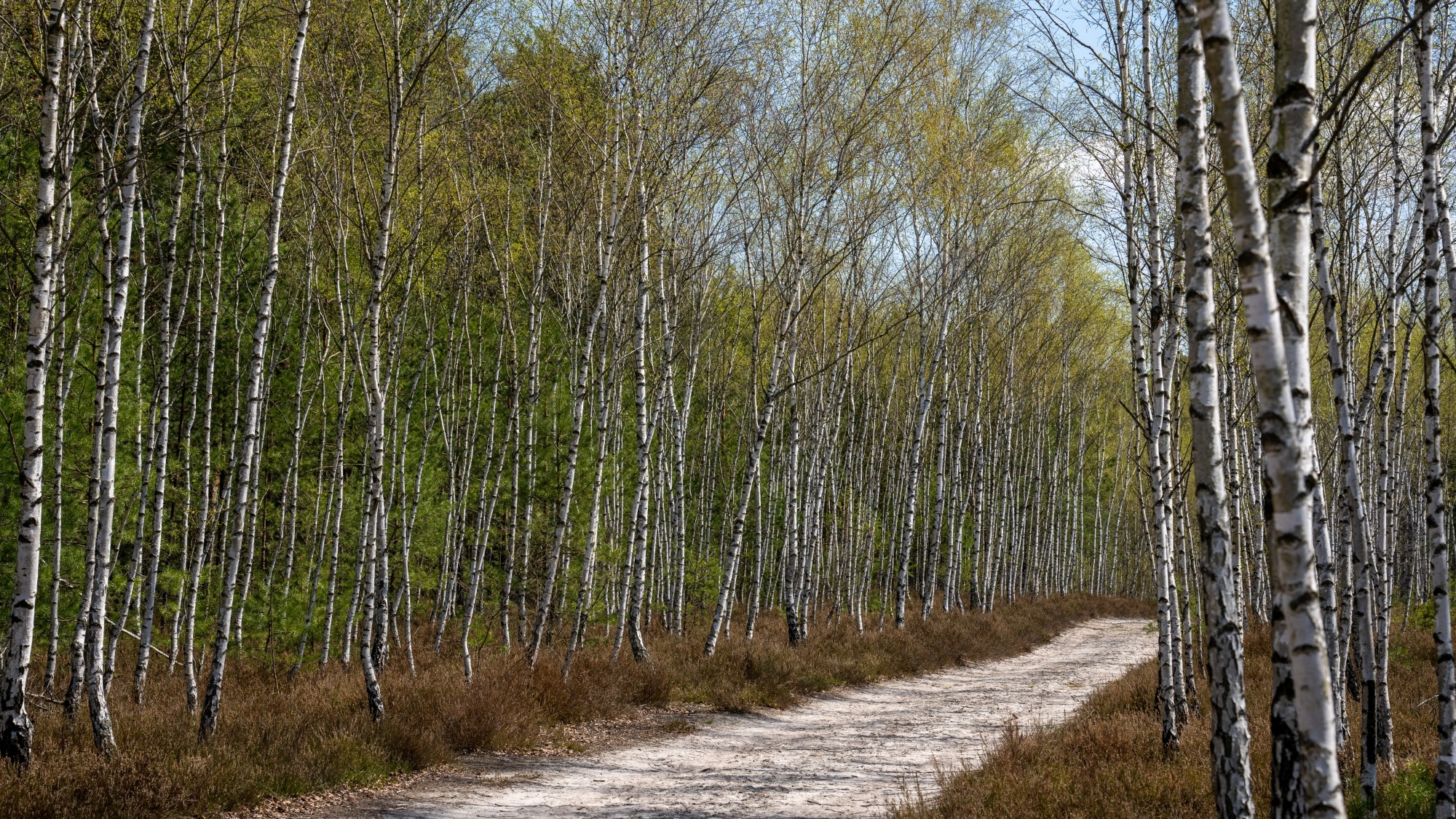Wiosenna opowieść - zdjęcie 7