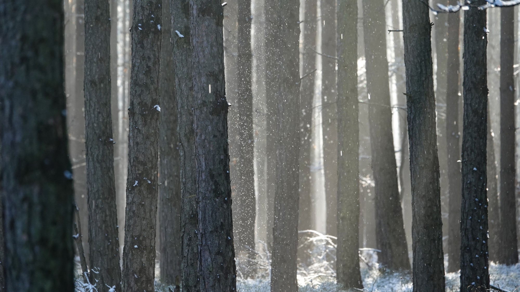 Oblicza zimy - zdjęcie 12