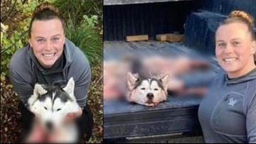 USA: Kobieta zabiła i oskórowała psa husky. "Pomyliła go" z wilkiem
