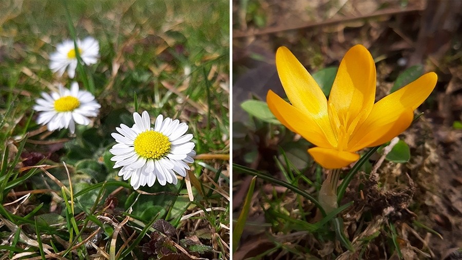 Kwitnące krokusy i stokrotki w Limanowej w woj. małopolskim. Fot. Aneta / TwojaPogoda.pl