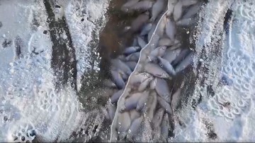Tysiące śniętych ryb we wsi Gassy. Masowa śmierć pod lodem