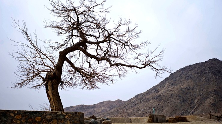 Przywódca talibów: sadźcie drzewa