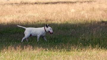 Ośmiolatek w szpitalu po ataku psa. Zwierzę było bez smyczy i kagańca