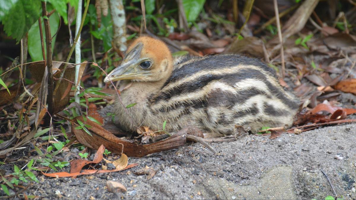 Wykluł się najniebezpieczniejszy ptak na świecie. Blisko mu do dinozaurów