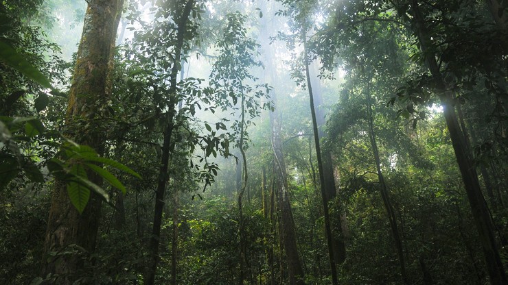Pilot przetrwał 36 dni w amazońskiej dżungli. Opowiedział, jak mu się to udało