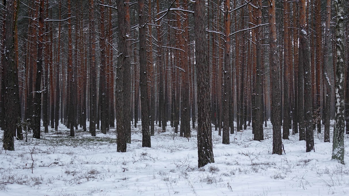 Styczeń w obiektywie - zdjęcie 73