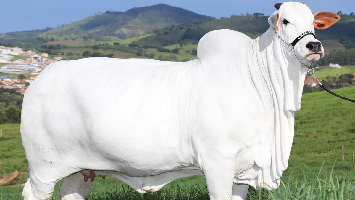 Najdroższa krowa świata sprzedana w Brazylii. Pobiła swój własny rekord