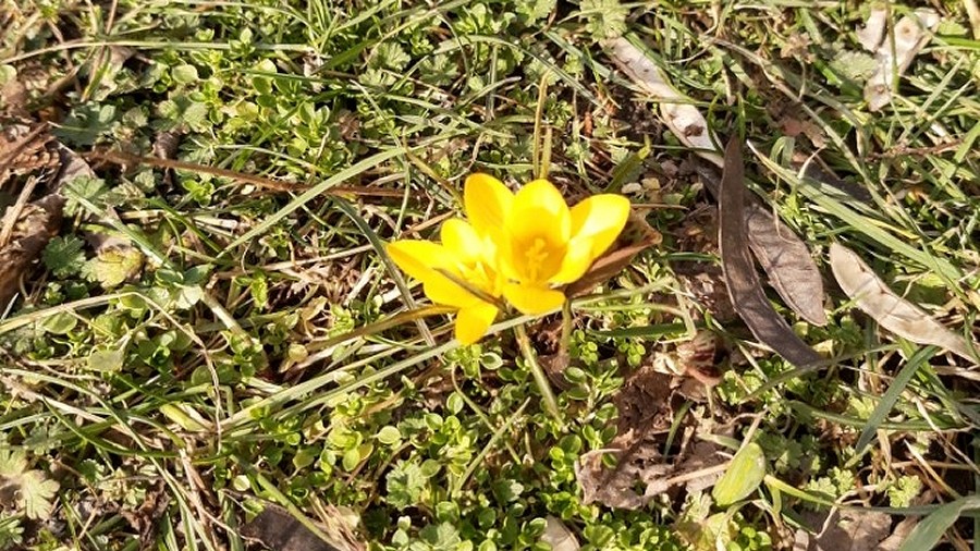 Kwitnące kwiatki w Krakowie. Fot. Wiktor / TwojaPogoda.pl
