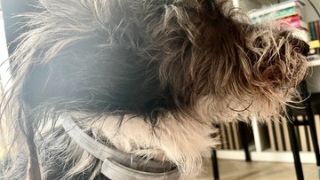 Obroże przeciw kleszczom dla psów groźne? Kongres USA chce wyjaśnień