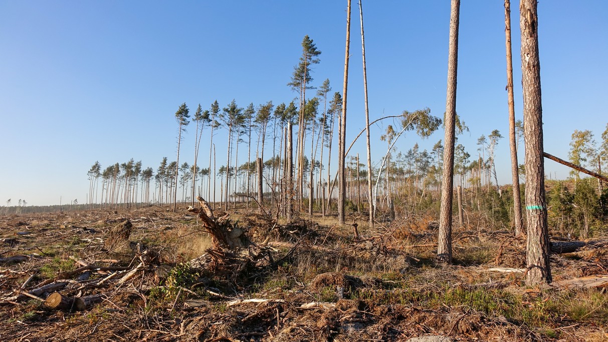 Bory Tucholskie po huraganie - zdjęcie 9