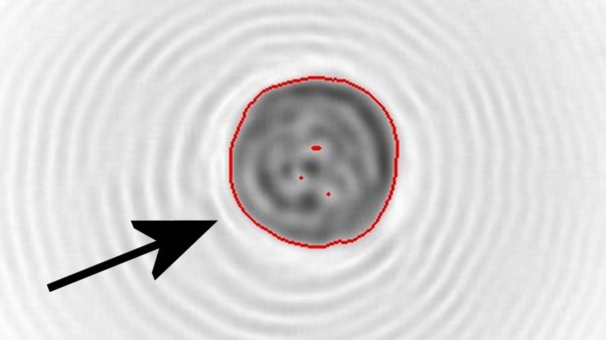 Ziarno pyłku trawy w detaktorze. Fot. Facebook / Zakład Klimatologii i Ochrony Atmosfery UWr.