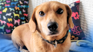 Poradnik #AdoptujMistrza: Wyprawka dla psa