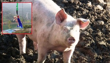 Zmusili świnię do "skoku" na bungee. "Obrzydliwa akcja PR-owa" w Chinach