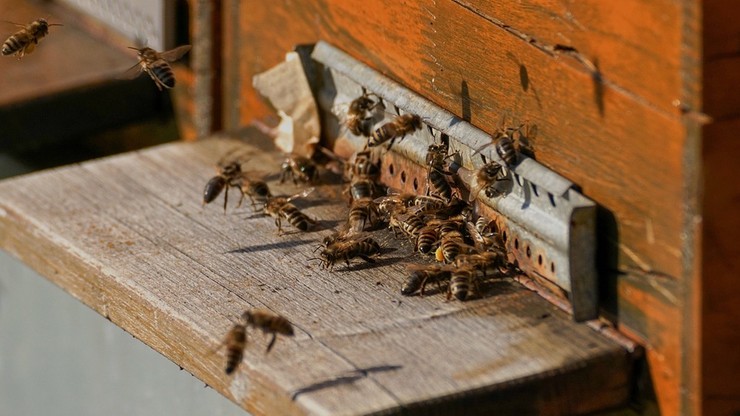 49-latek ukradł 10 uli; część pszczół nie przetrwała