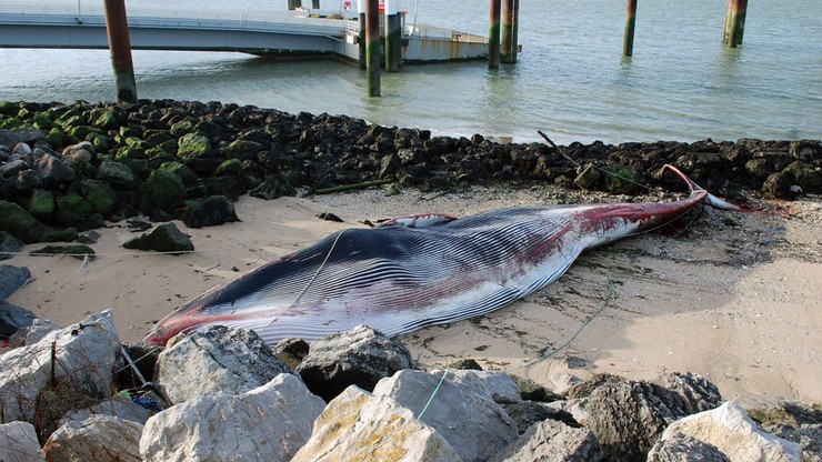 Francja. 15-tonowy wieloryb utknął na mieliźnie. Zwierzę zmarło na brzegu