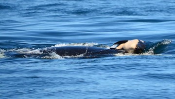 Żałoba orki. Od kilku dni utrzymuje swojego martwego potomka na powierzchni wody