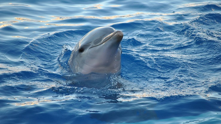 Plażowicze wyciągnęli delfina z wody, by zrobić zdjęcia. Nie przeżył