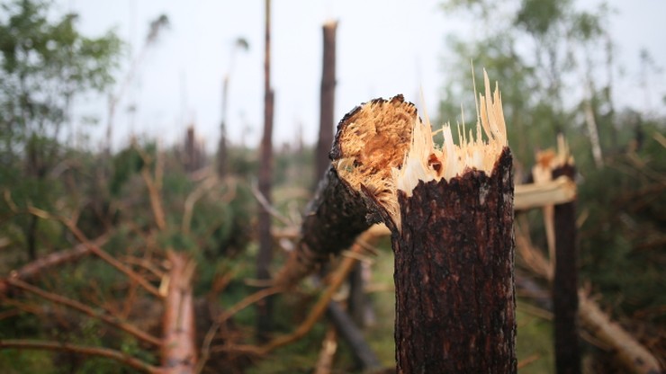 Szyszko: usuwanie drewna zniszczonego w nawałnicach potrwa 2-3 lata