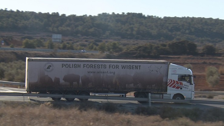 Dziewięć polskich żubrów wyjechało do Hiszpanii. Zasilą tamtejsze stado