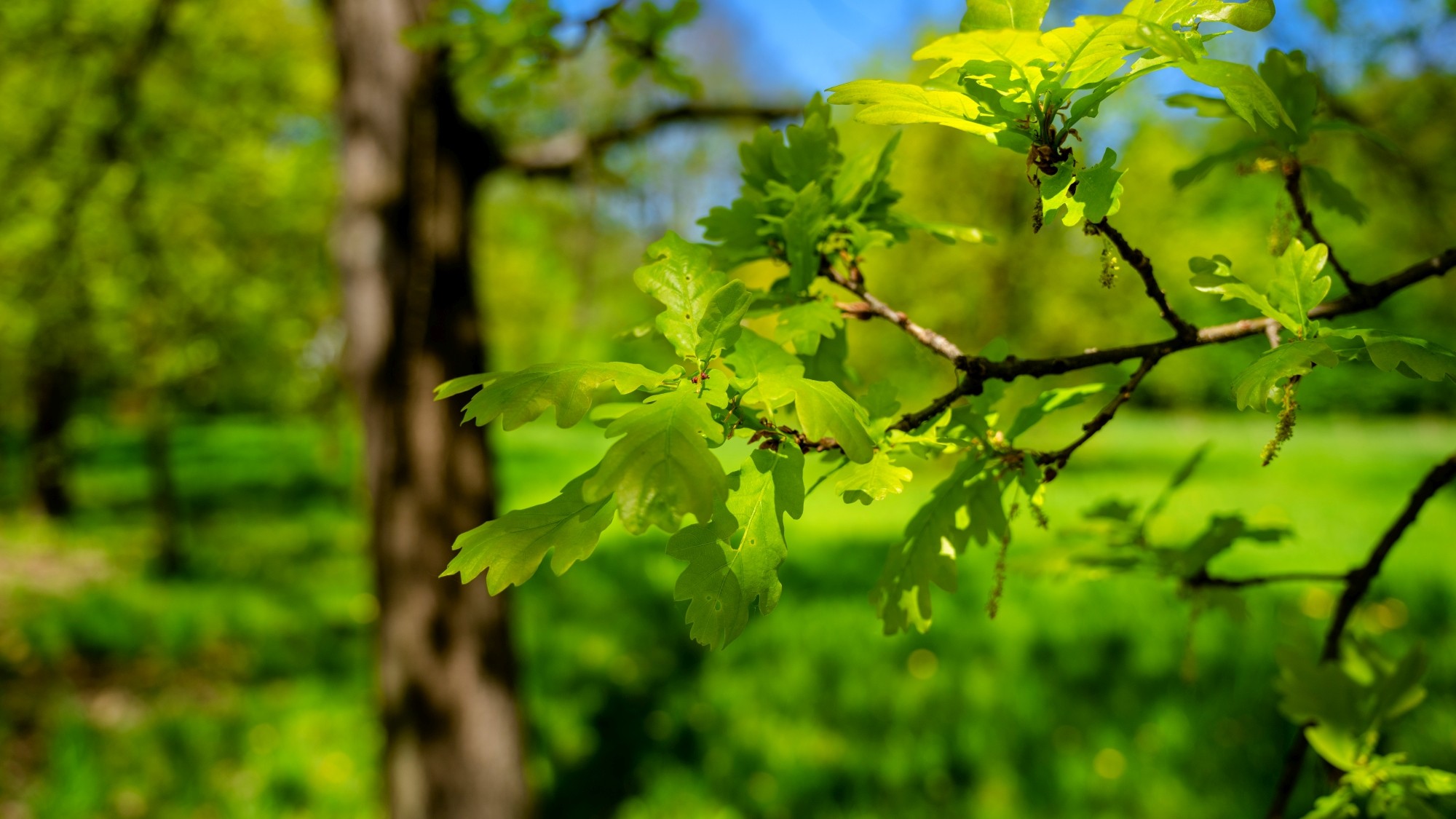 Zachwycający maj - zdjęcie 34