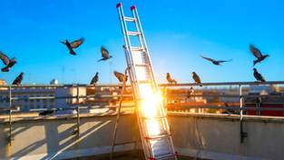 12-03-2026 03:58 Wystarczy ten przedmiot, a gołębie znikają bez śladu