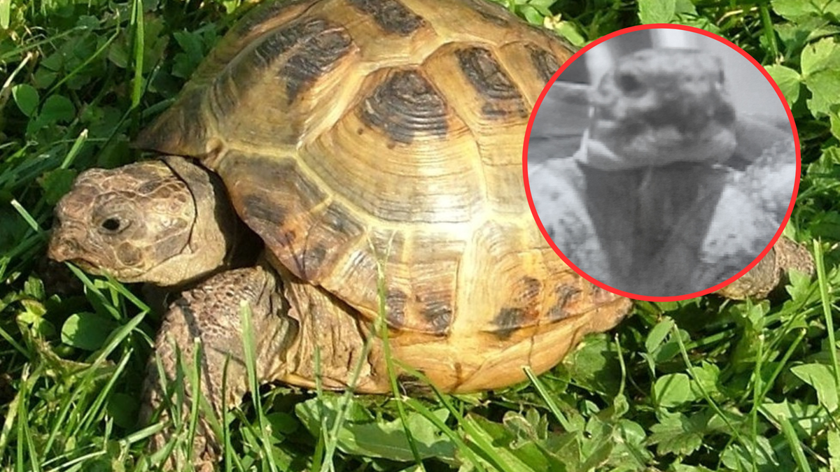 Warszawa. Ukradł żółwia ze sklepu zoologicznego. Wrócił z gadem w kieszeni po karmę